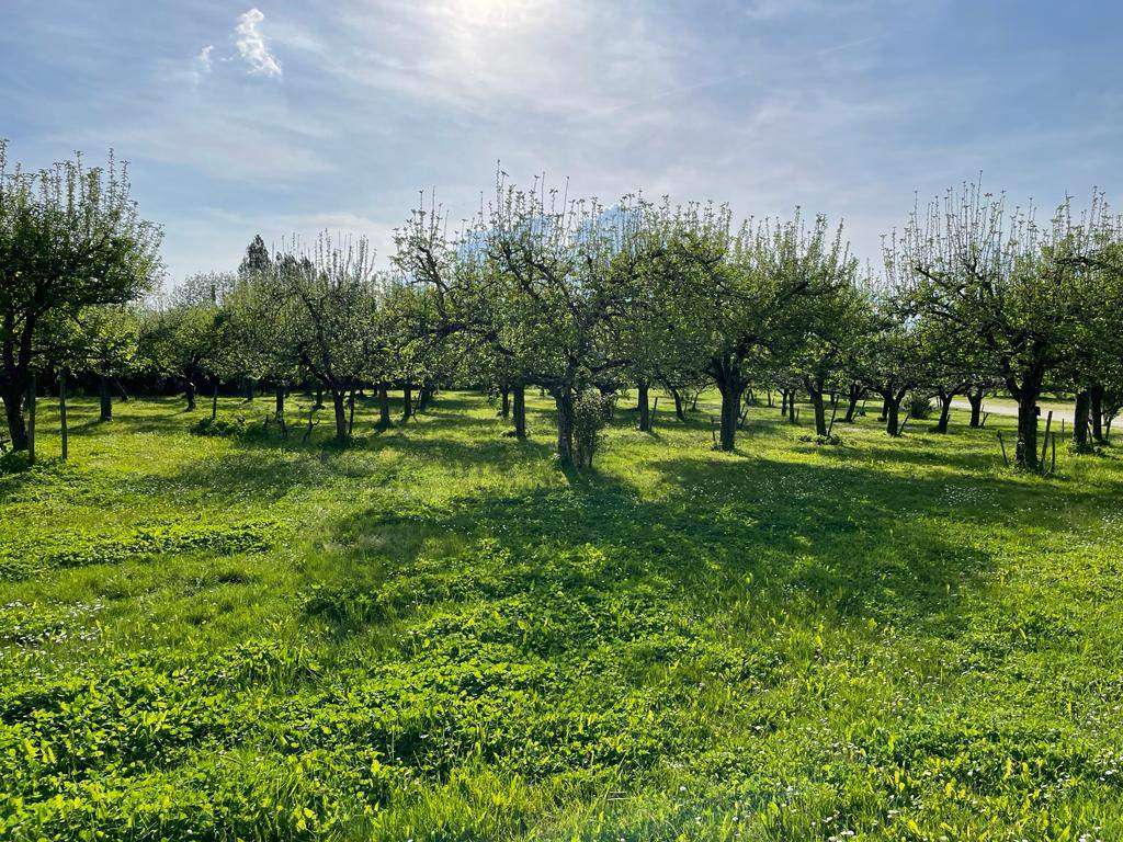 verger-de-pommes-bio-anicenne-race-au-domaine-de-belloc-a-Bordeaux